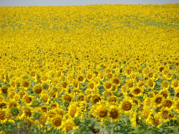 2006 (4) Sonnenblumen 2