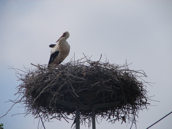 2007 (13) Storch im Nest