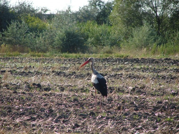 2009 Storch im Feld